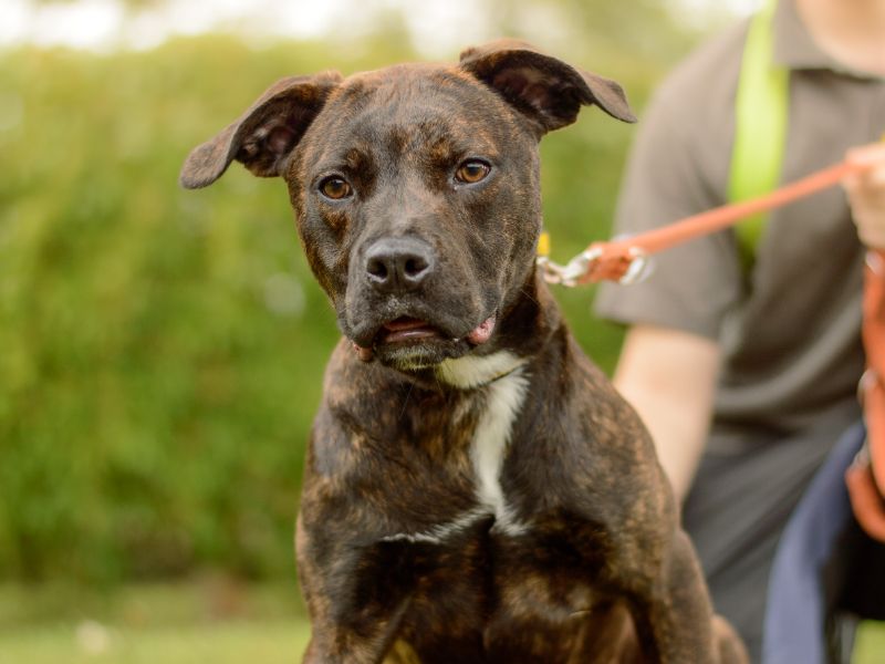 Staffordshire Bull Terrier for adoption in Kenilworth, Warks – 6 months old - Image 2 of 3