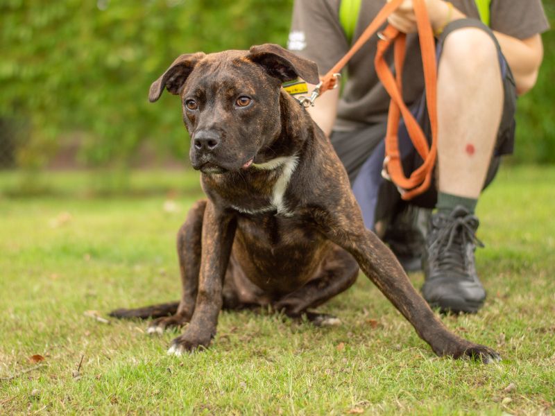 Staffordshire Bull Terrier for adoption in Kenilworth, Warks – 6 months old - Image 3 of 3