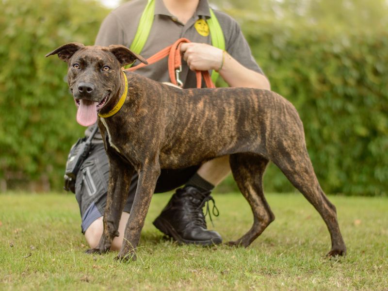 Staffordshire Bull Terrier for adoption in Kenilworth, Warks – 6 months old - Image 3 of 3