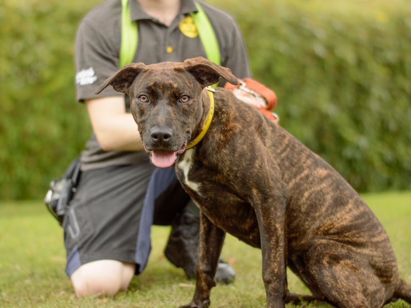 Staffordshire Bull Terrier for adoption in Kenilworth, Warks – 6 months old