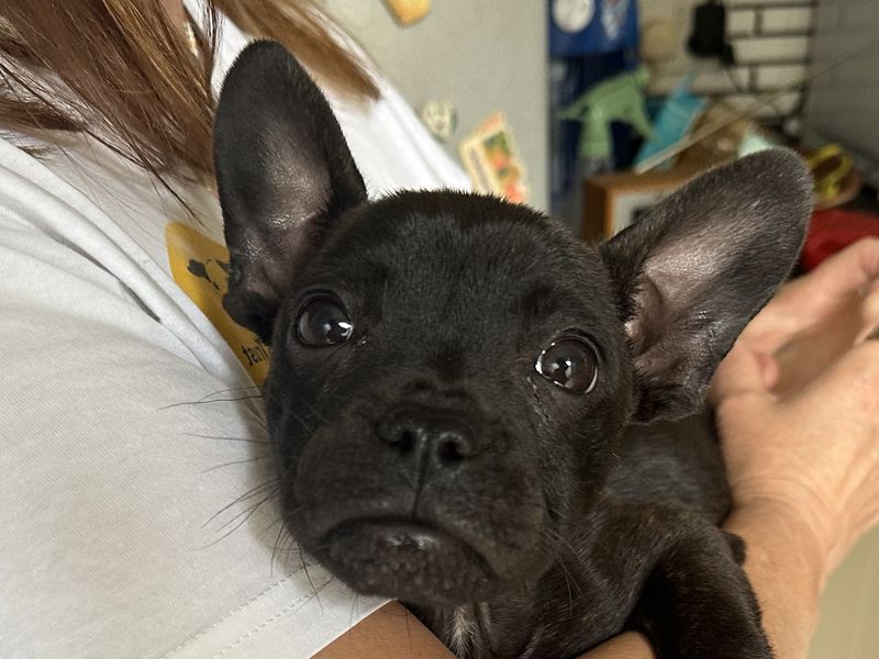 French Bulldog for adoption in Mid Glamorgan, Wales – 3 months old