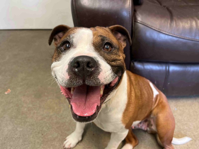 Staffordshire Bull Terrier for adoption in Glasgow, Scotland – 4 years old - Image 2 of 3