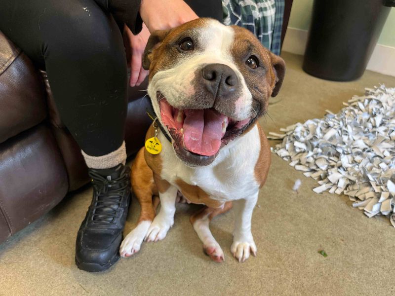 Staffordshire Bull Terrier for adoption in Glasgow, Scotland – 4 years old - Image 3 of 3