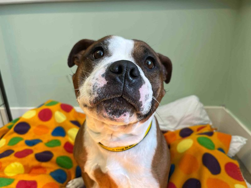 Staffordshire Bull Terrier for adoption in Glasgow, Scotland – 4 years old