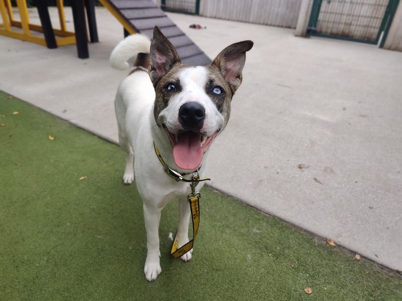 American Bulldog for adoption in Manchester, Greater Manchester – 8 months old