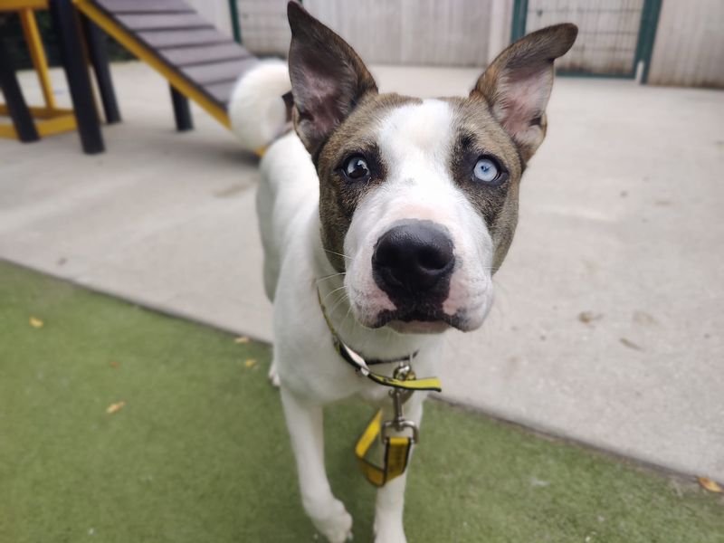 American Bulldog for adoption in Manchester, Greater Manchester – 8 months old - Image 4 of 5
