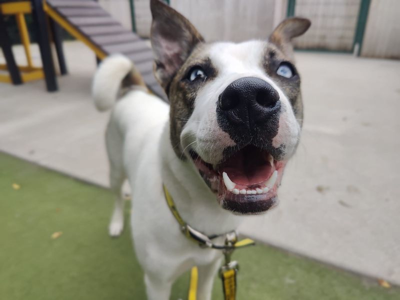 American Bulldog for adoption in Manchester, Greater Manchester – 8 months old - Image 3 of 5