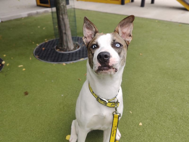 American Bulldog for adoption in Manchester, Greater Manchester – 8 months old - Image 5 of 5