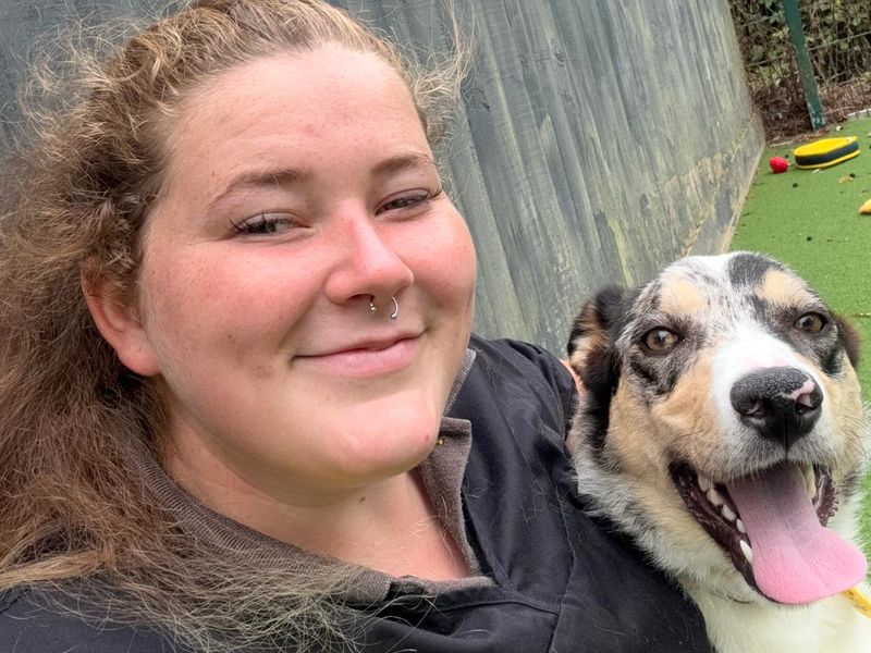 Border Collie for adoption in Shoreham by Sea, West Sussex – 1 year old