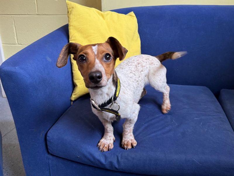 Jack Russell for adoption in West Calder, West Lothian – 2 years old - Image 2 of 4
