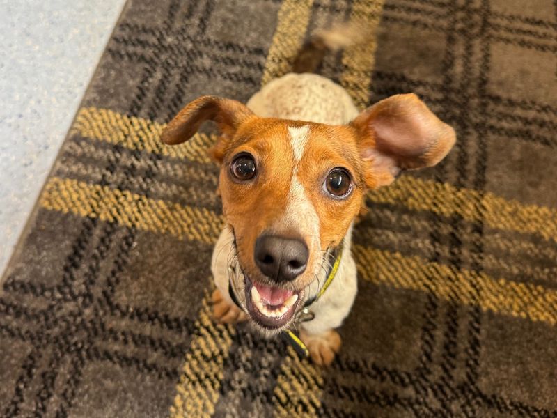 Jack Russell for adoption in West Calder, West Lothian – 2 years old - Image 4 of 4