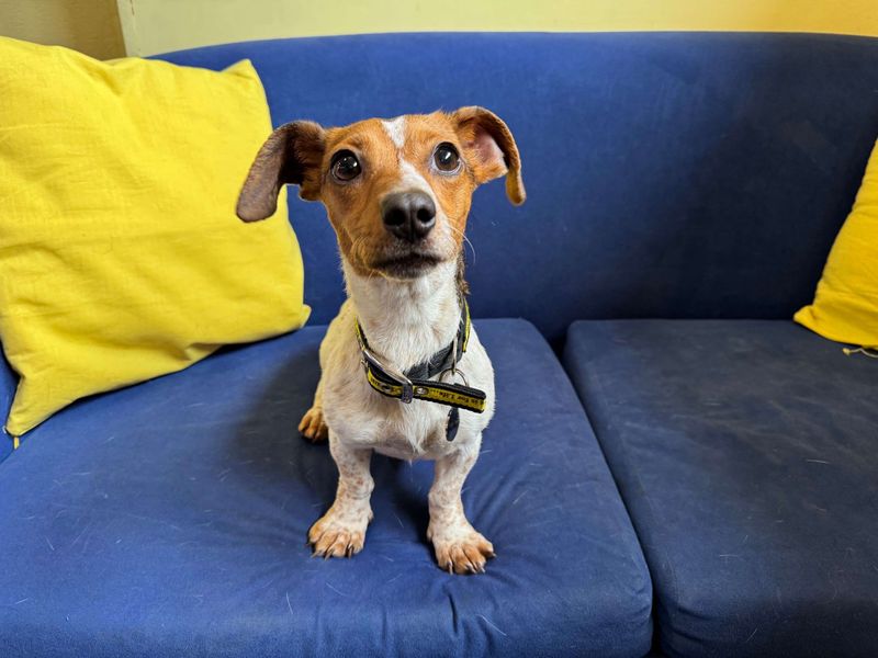 Jack Russell for adoption in West Calder, West Lothian – 2 years old