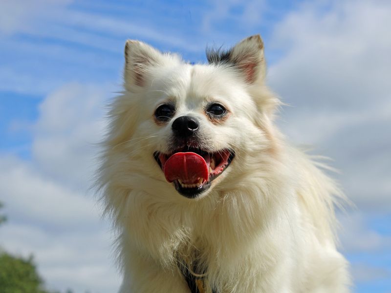 Chihuahua for adoption in Liverpool, Merseyside – 5 years old