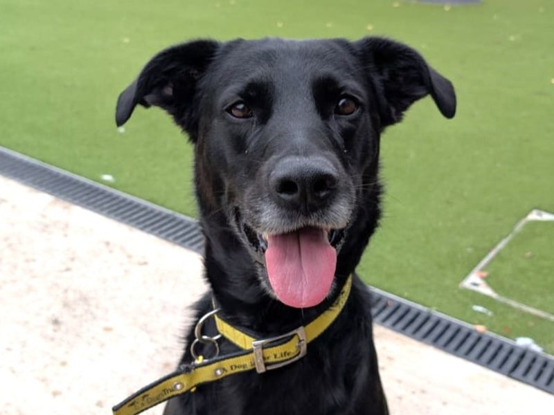 Dexter | Retriever (Labrador) Cross | Evesham (Worcestershire) - 1