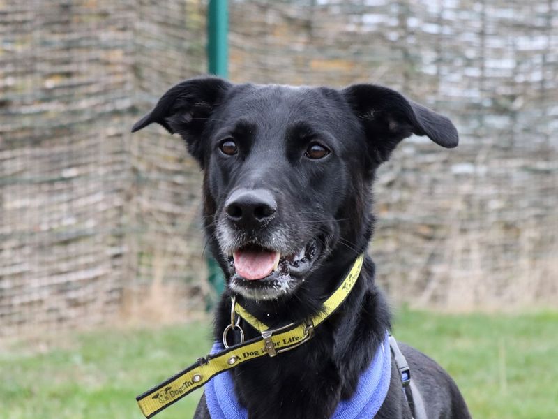 Dexter | Retriever (Labrador) Cross | Evesham (Worcestershire) - 1