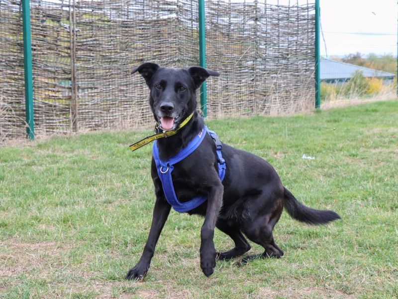 German Shepherd for adoption in Evesham, Worcestershire – 5 years old - Image 8 of 10
