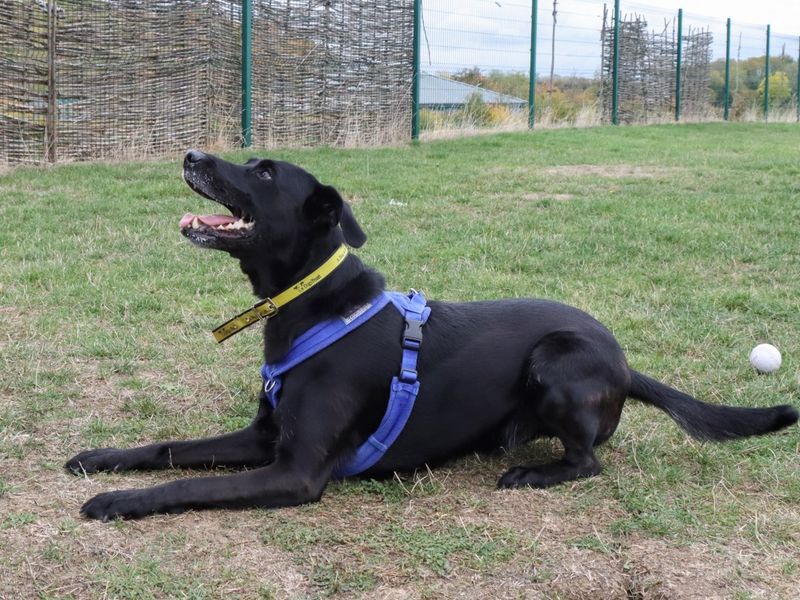 German Shepherd for adoption in Evesham, Worcestershire – 5 years old - Image 2 of 10