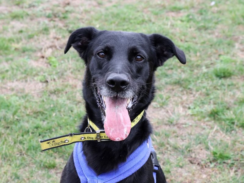 German Shepherd for adoption in Evesham, Worcestershire – 5 years old - Image 3 of 10