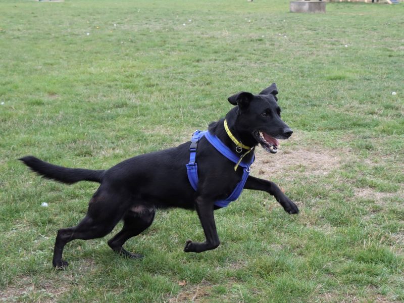 German Shepherd for adoption in Evesham, Worcestershire – 5 years old - Image 10 of 10