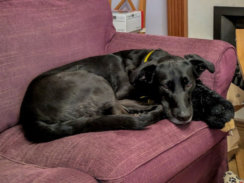 German Shepherd Dogs And Puppies For Adoption