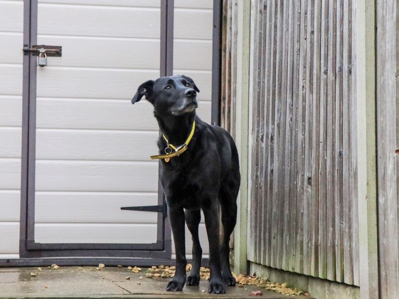 German Shepherd for adoption in Evesham, Worcestershire – 5 years old - Image 5 of 10