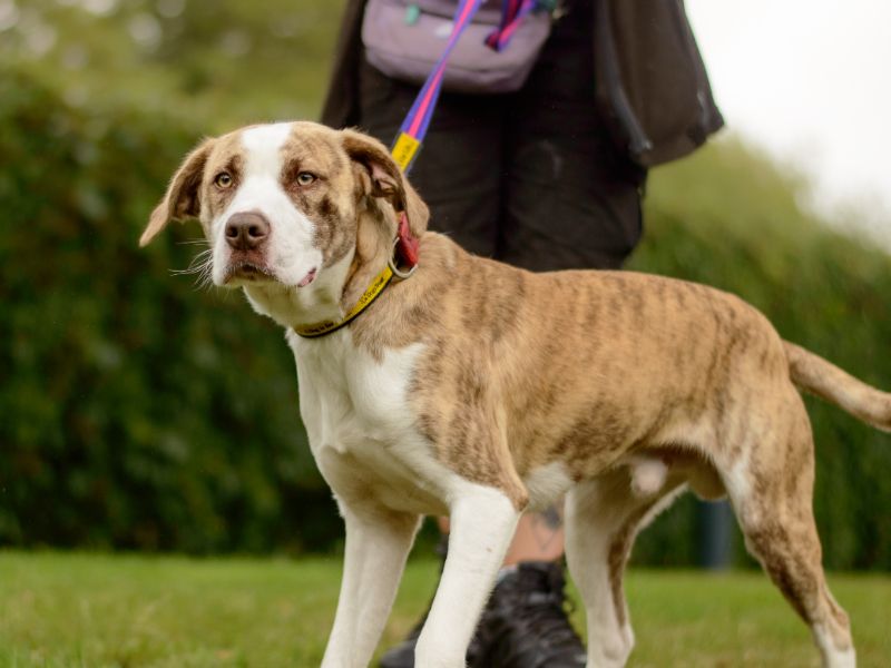 Staffordshire Bull Terrier for adoption in Kenilworth, Warks – 11 months old - Image 2 of 4