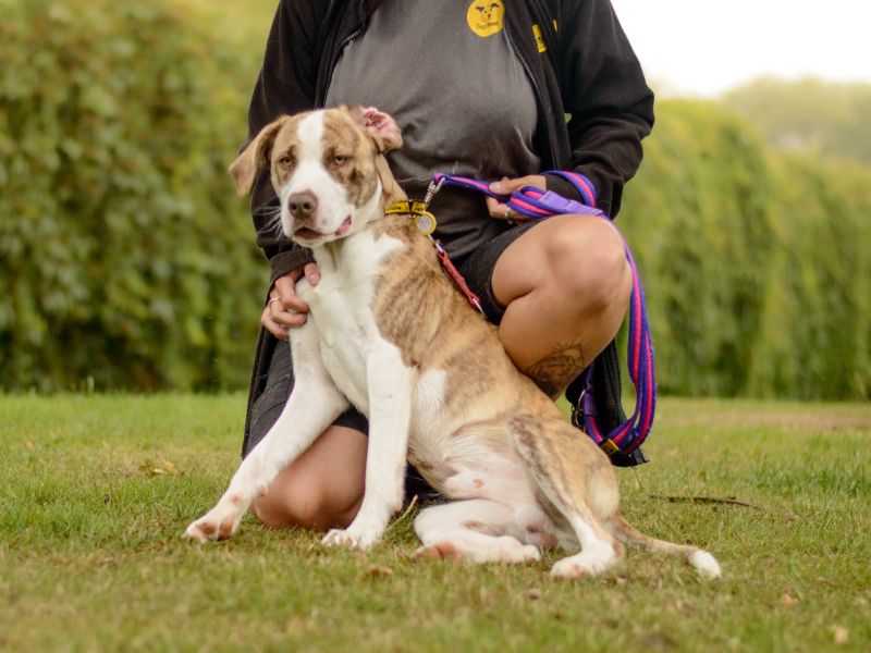 Staffordshire Bull Terrier for adoption in Kenilworth, Warks – 11 months old - Image 3 of 4