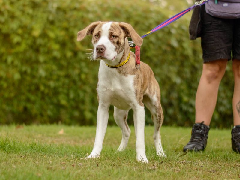Staffordshire Bull Terrier for adoption in Kenilworth, Warks – 11 months old - Image 4 of 4