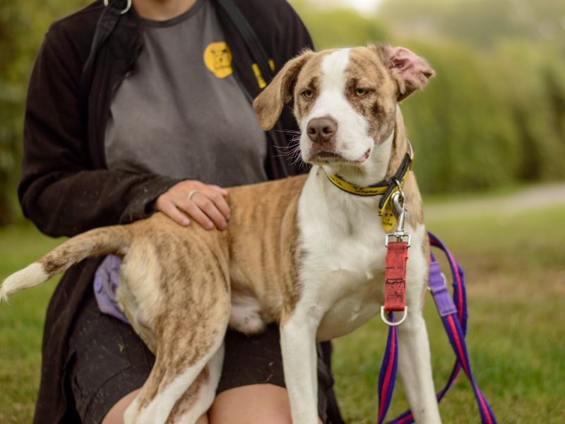 Staffordshire Bull Terrier for adoption in Kenilworth, Warks – 11 months old