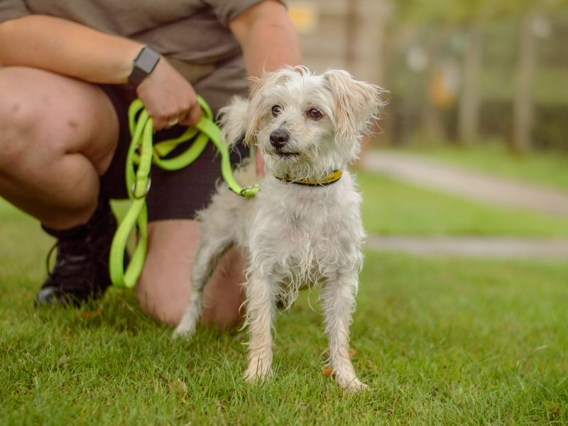 Leyla | Shih Tzu Cross | Kenilworth (West Midlands) - 1