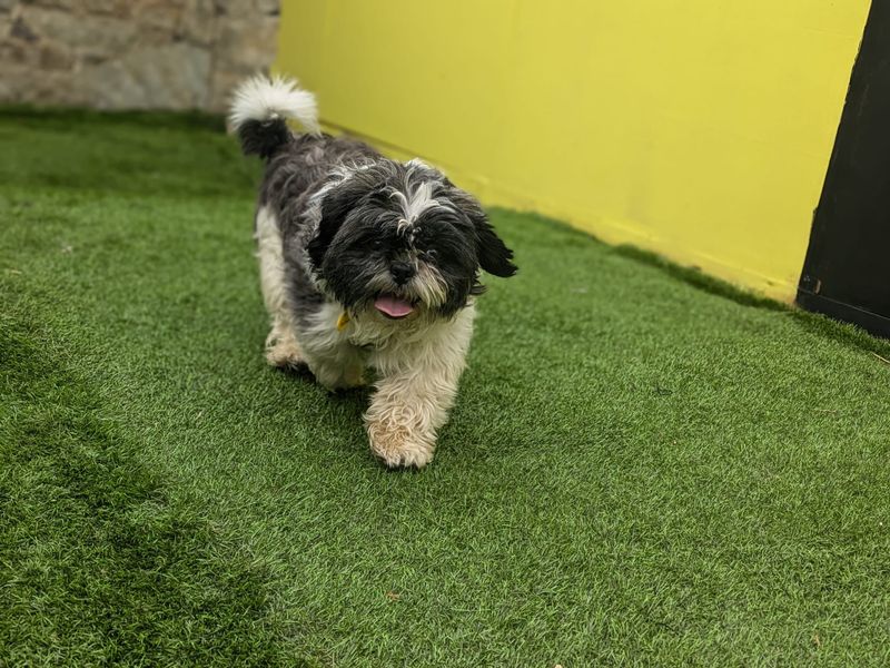 Shih Tzu for adoption in West Calder, West Lothian – 2 years old - Image 2 of 4