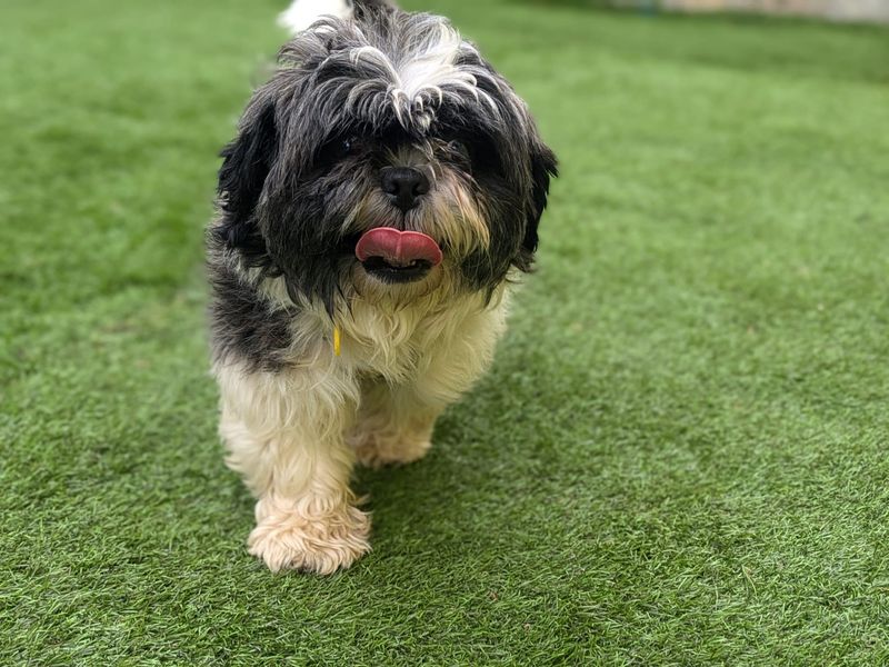 Shih Tzu for adoption in West Calder, West Lothian – 2 years old - Image 3 of 4
