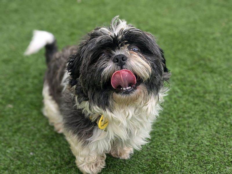 Shih Tzu for adoption in West Calder, West Lothian – 2 years old