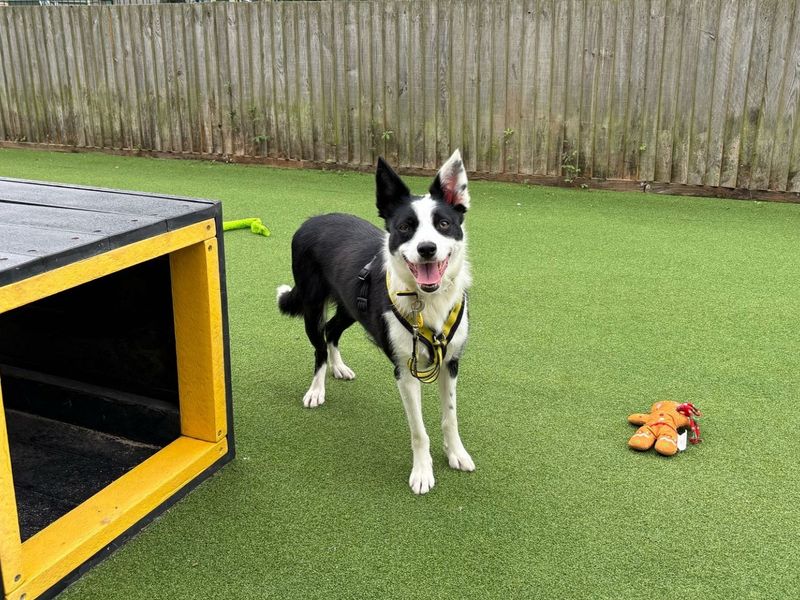 Border Collie for adoption in Chestfield, Kent – 2 years old