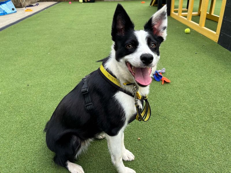 Border Collie for adoption in Chestfield, Kent – 2 years old - Image 2 of 3