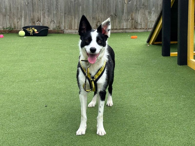 Border Collie for adoption in Chestfield, Kent – 2 years old - Image 3 of 3