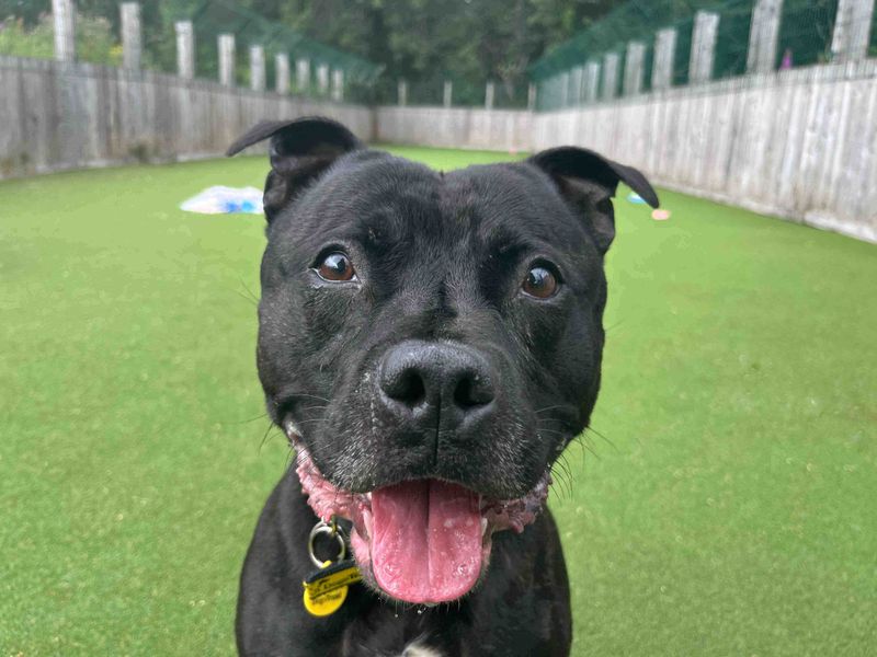 Staffordshire Bull Terrier for adoption in Glasgow, Scotland – 2 years old - Image 2 of 4