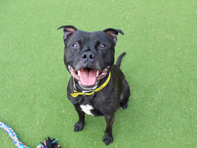 Staffordshire Bull Terrier for adoption in Glasgow, Scotland – 2 years old