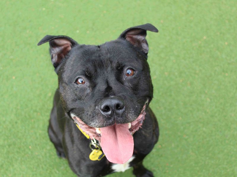 Staffordshire Bull Terrier for adoption in Glasgow, Scotland – 2 years old - Image 4 of 4