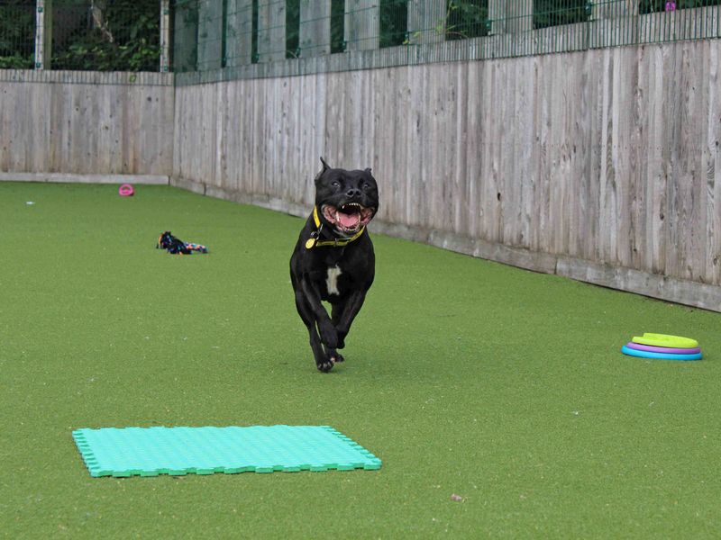 Staffordshire Bull Terrier for adoption in Glasgow, Scotland – 2 years old - Image 3 of 4