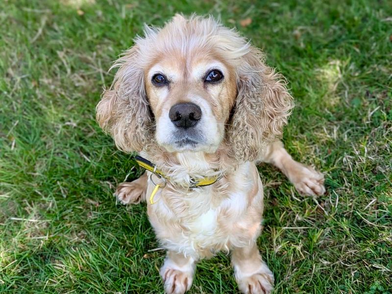 Cocker Spaniel for adoption in Shoreham by Sea, West Sussex – 4 years old