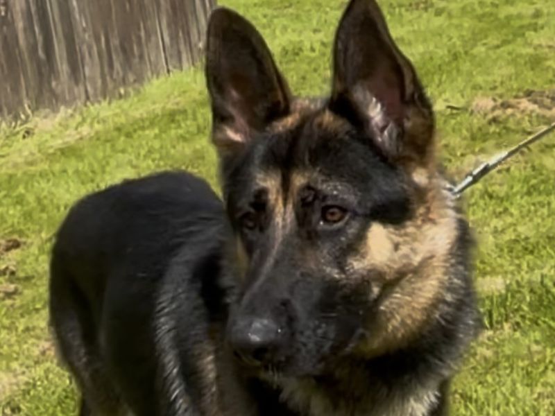 German Shepherd for adoption in Sadberge, Co Durham – 2 years old