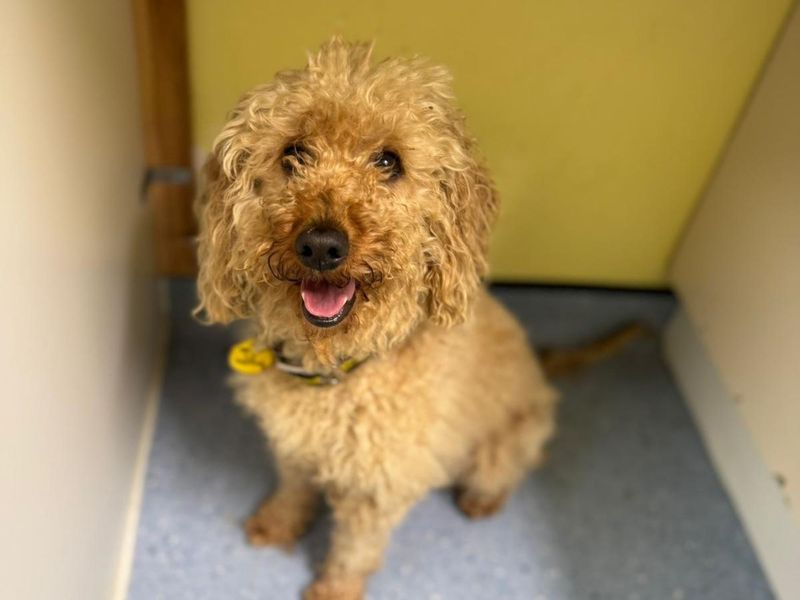 Willow | Poodle (Miniature) Cross | Cumbria rehoming - 1