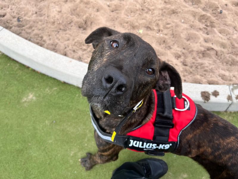 Cane Corso for adoption in Manchester, Greater Manchester – 4 years old - Image 2 of 4