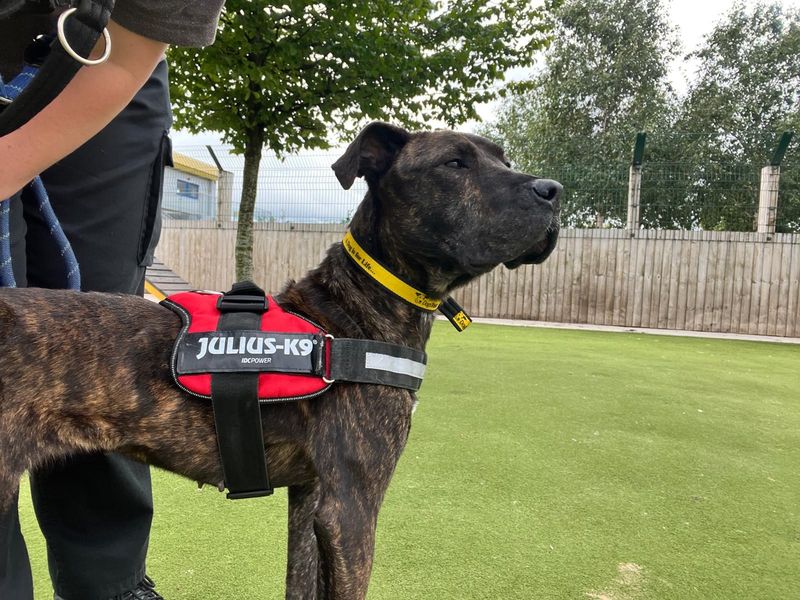 Cane Corso Dogs And Puppies For Adoption