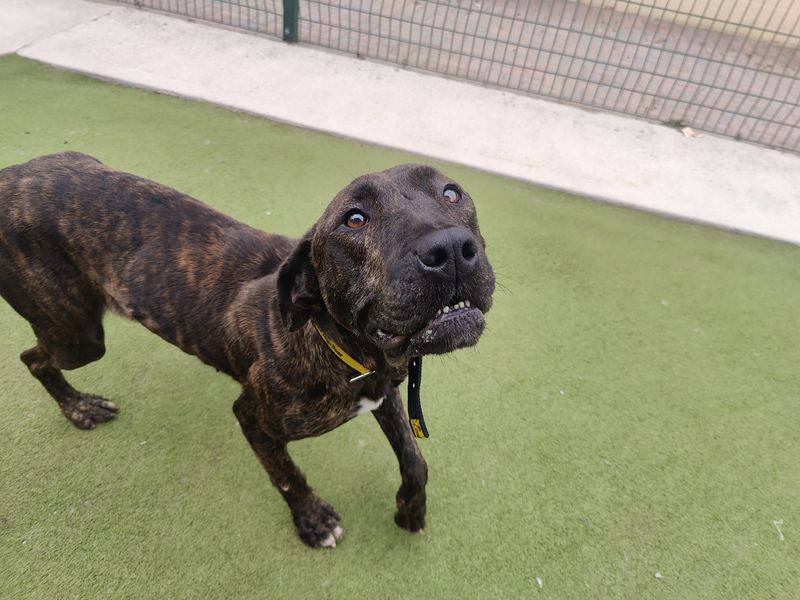 Cane Corso for adoption in Manchester, Greater Manchester – 4 years old - Image 4 of 4