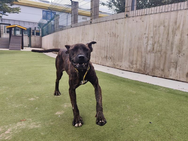 Cane Corso for adoption in Manchester, Greater Manchester – 4 years old - Image 3 of 4