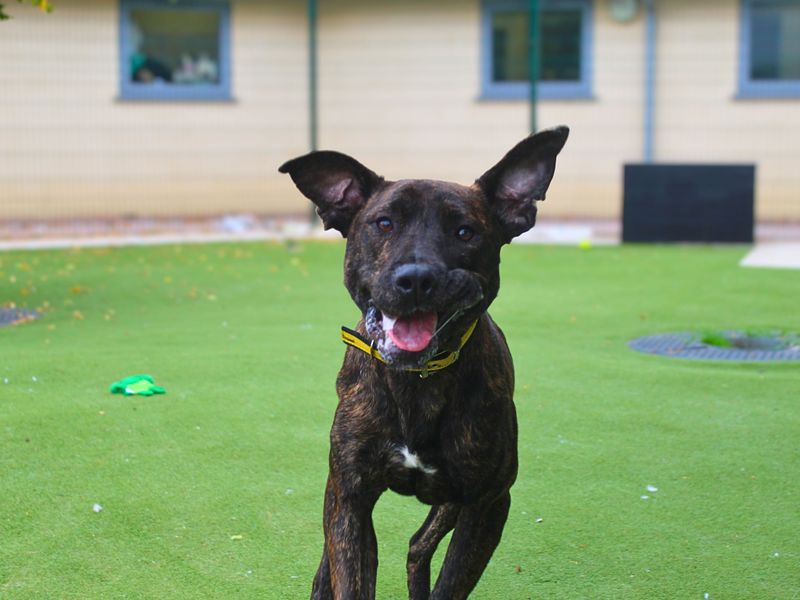 Mira, a 4 years old female Crossbreed available for adoption from Dogs Trust in Manchester, Greater Manchester