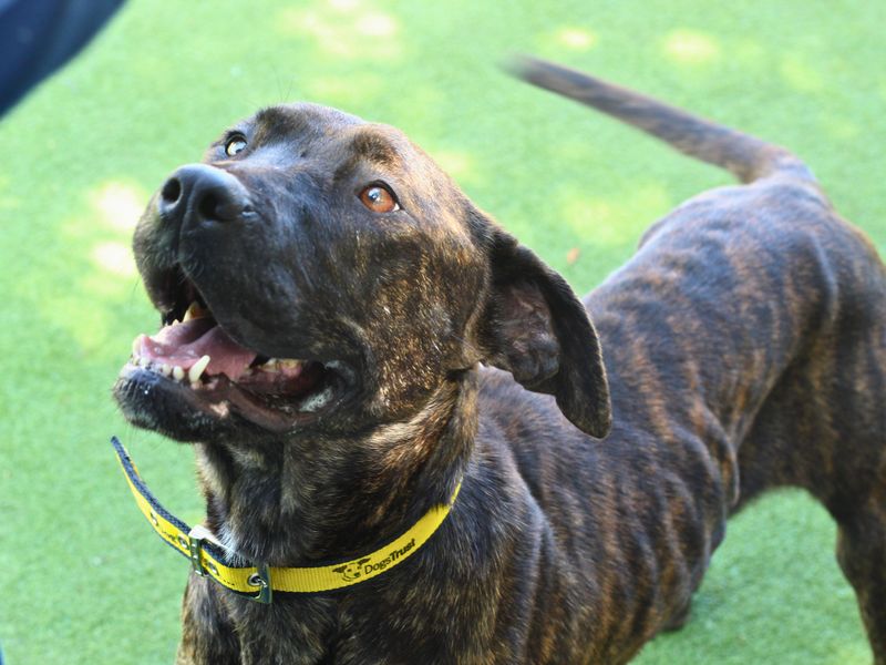 Mastiff for adoption in Manchester, Greater Manchester – 4 years old - Image 6 of 8