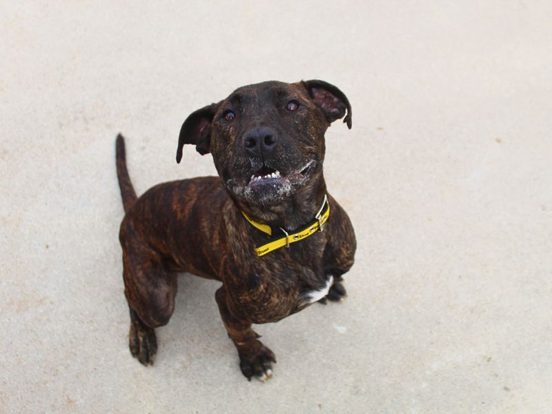 Mastiff for adoption in Manchester, Greater Manchester – 4 years old - Image 2 of 8